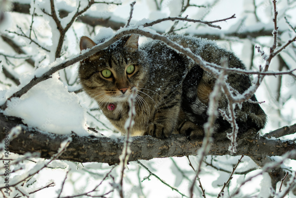 young cat sitting on a branch covered with snow in winter on a tree young cat sitting on a branch covered with snow in winter on a tree