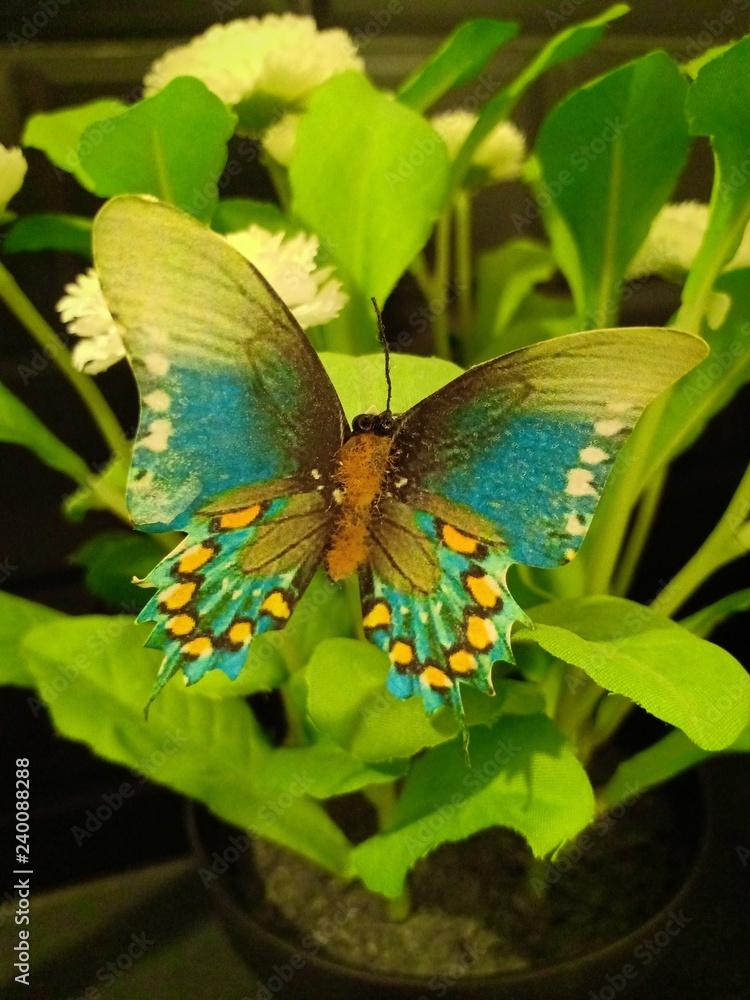 Obraz premium Butterfly show vol2