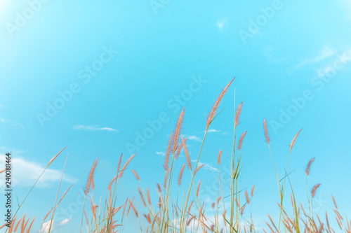 Selective focus white grass  with blue sky background.