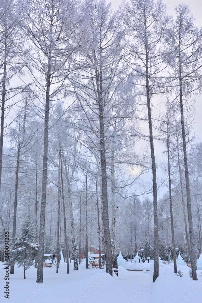 Winter Siberian forest, Omsk region Winter Siberian forest, Omsk region