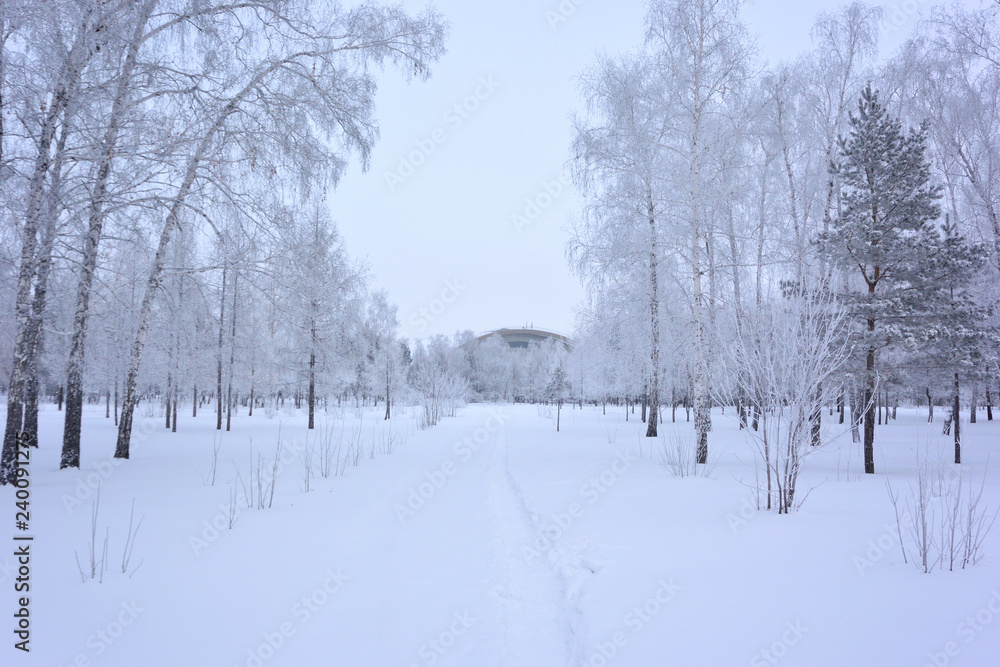 Winter Siberian forest, Omsk region Winter Siberian forest, Omsk region