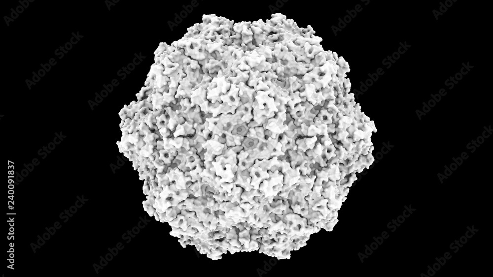 3D CG rendered image of scientifically accurate Feline Panleukopenia Virus (cat distemper virus) Capsid Structure based on PDB : 1FPV (surface occlusion style) 3D CG rendered image of scientifically accurate Feline Panleukopenia Virus (cat distemper virus) Capsid Structure based on PDB : 1FPV (surface occlusion style)
