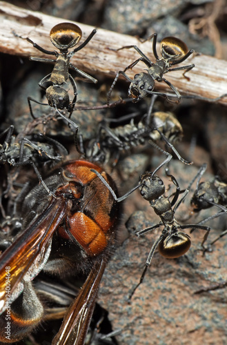 Macro Photo of Group of Golden Weaver Ants Attack Wasp