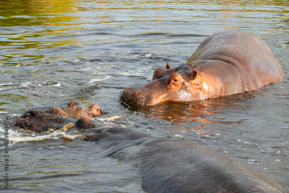 Fototapeta premium A group of common hippopotamus (Hippopotamus amphibius), or hippo, in the South Luangwa river, South Luangwa, Zambia, Africa