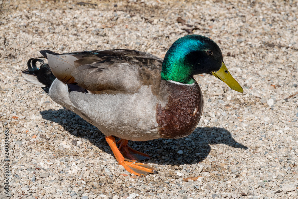 Obraz premium Wildente am Fluß