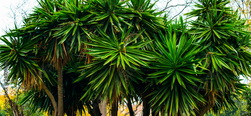 palm leaves green and yellow on a natural background