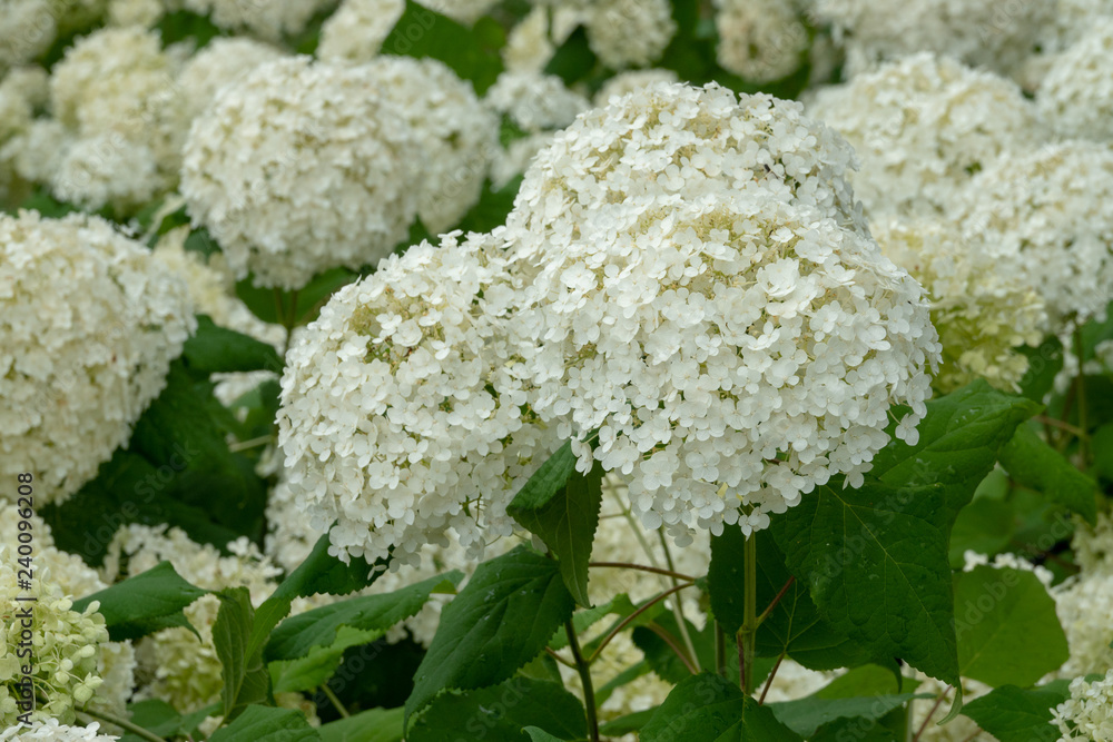 weiße Hortensie im Park weiße Hortensie im Park
