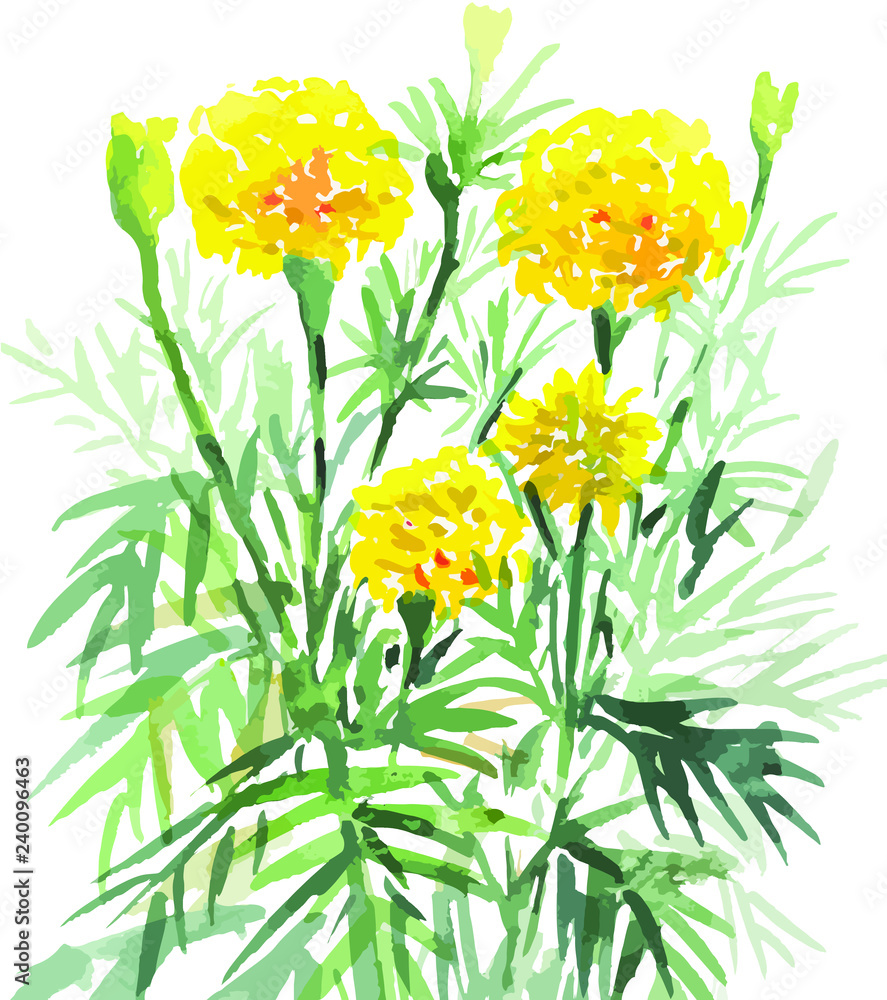 Obraz Marigold yellow flowers