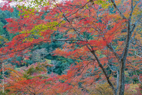 Autumn Leaves in Kyoto, Japan