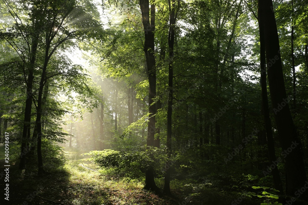 Fototapeta premium Oaks in the spring forest at dawn