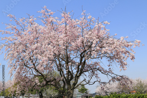 満開の桜並木 桜並木 満開の桜 染井吉野桜
