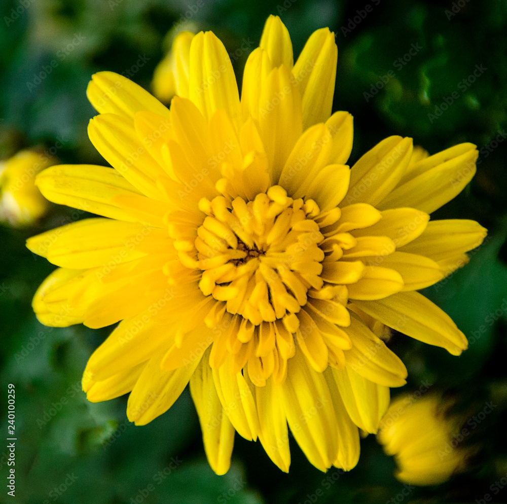 flower yellow macro chrysanthemum flower yellow macro chrysanthemum