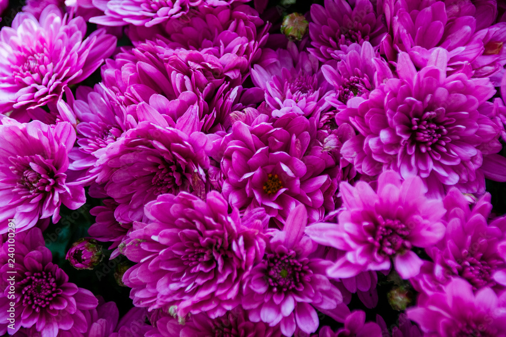 many flowers pink chrysanthemum background