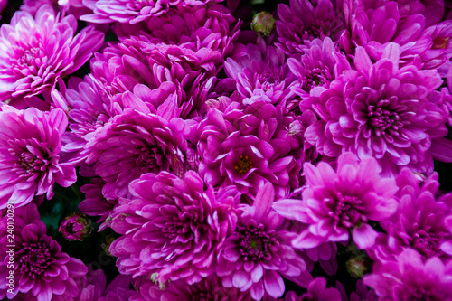 many flowers pink chrysanthemum background