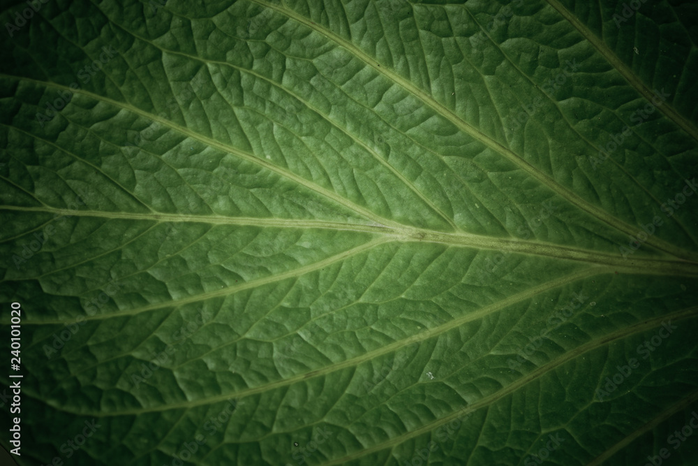 Fototapeta zielone liście naturalne tło tapeta, tekstura liścia, liście z miejscem na tekst