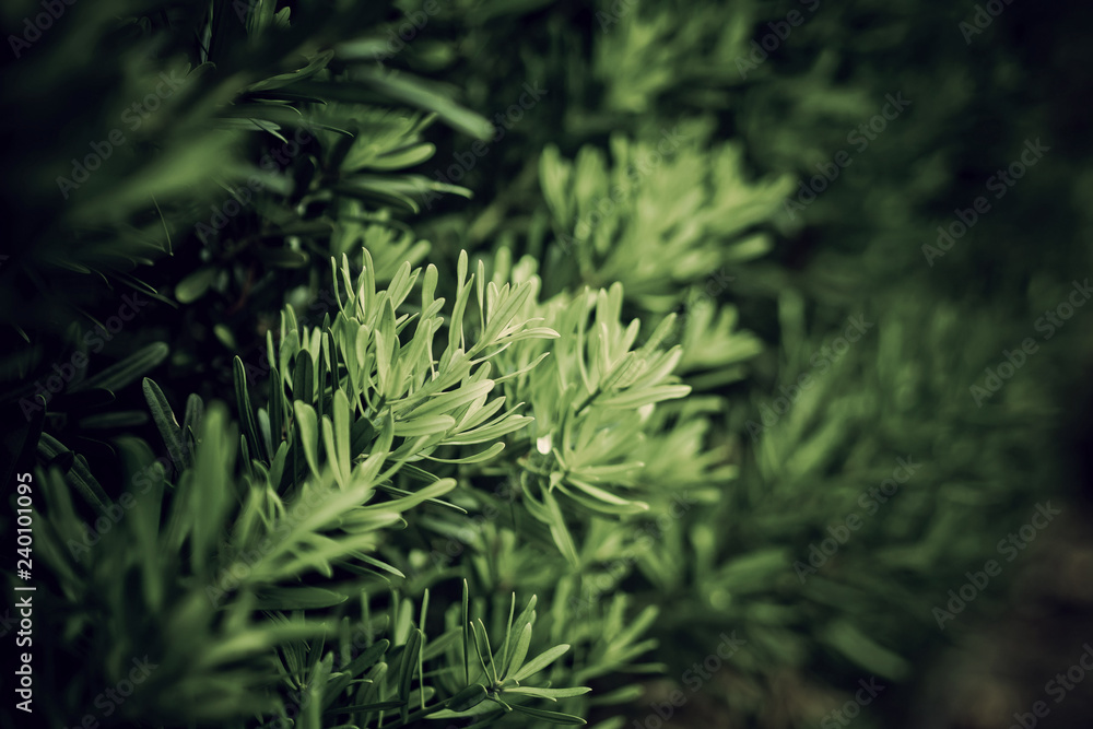 green leaves natural background wallpaper, texture of leaf, leaves with space for text green leaves natural background wallpaper, texture of leaf, leaves with space for text