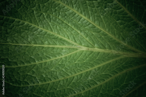 green leaves natural background wallpaper, texture of leaf, leaves with space for text 