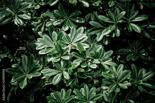 green leaves natural background wallpaper, texture of leaf, leaves with space for text 