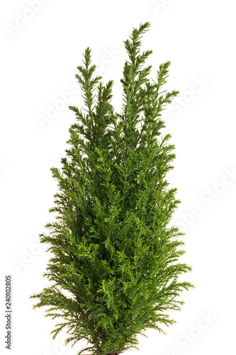 Little cypress tree on white