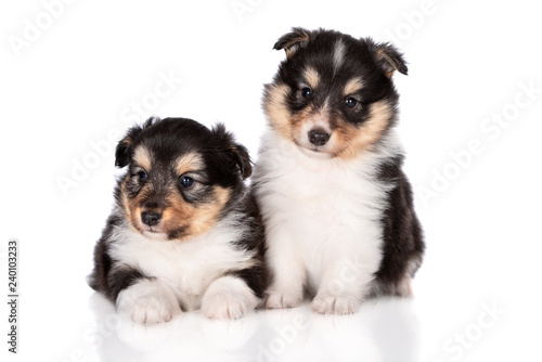 two sheltie puppies posing together on white