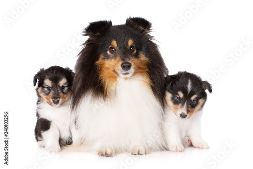 beautiful sheltie dog posing with two puppies on white