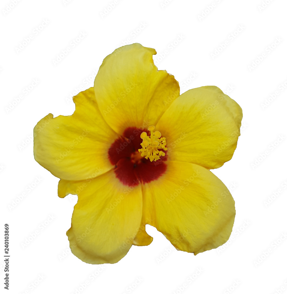yellow flower Hibiscus rosa sinensis isolated on black background yellow flower Hibiscus rosa sinensis isolated on black background