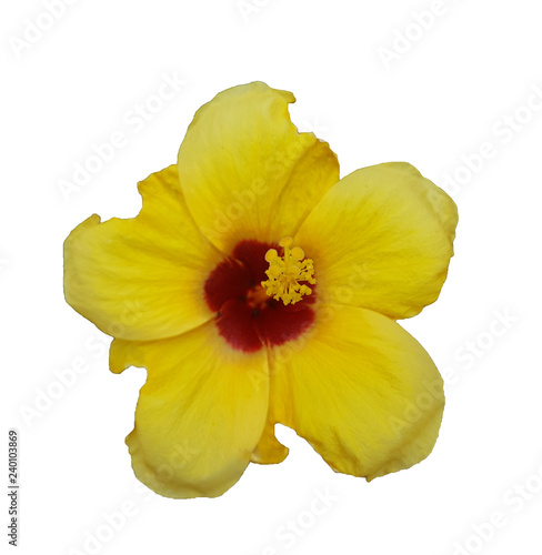 Obraz na płótnie yellow flower Hibiscus rosa sinensis isolated on black background w salonie