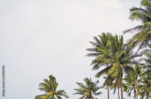 Beautiful coconut tree  Cocos nucifera  against with sky background is member of palm tree family that is popular tropical plant use its fruit as ingredient in food and cosmetic such as coconut oil