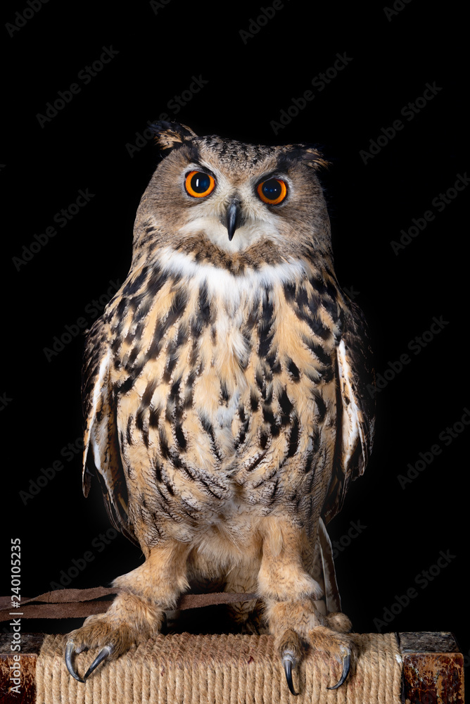 Obraz premium owl nature wild face black look eyes wildlife hunter bird