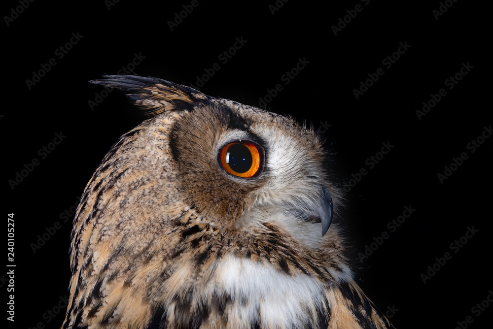 Fototapeta premium sowa natura dziki twarz czarne spojrzenie oczy dzikich ptaków myśliwy
