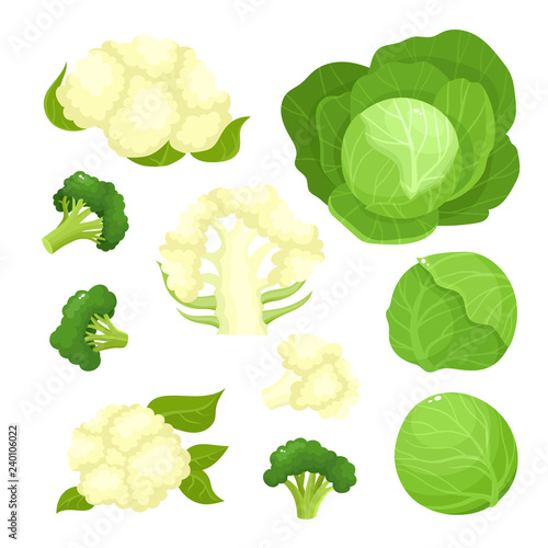 Bright vector illustration of colorful cauliflower, cabbage, broccoli.