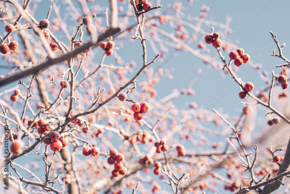 Winter branches and red berries covered with hoarfrost Winter branches and red berries covered with hoarfrost