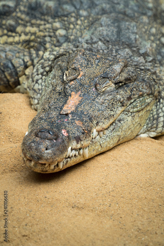 Portr  t eines schlafenden Krokodils