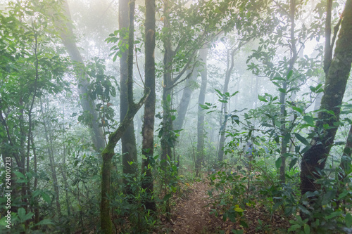 dirt walkway in tropical rainforest plants at mon jong international park Chaingmai  Thailand