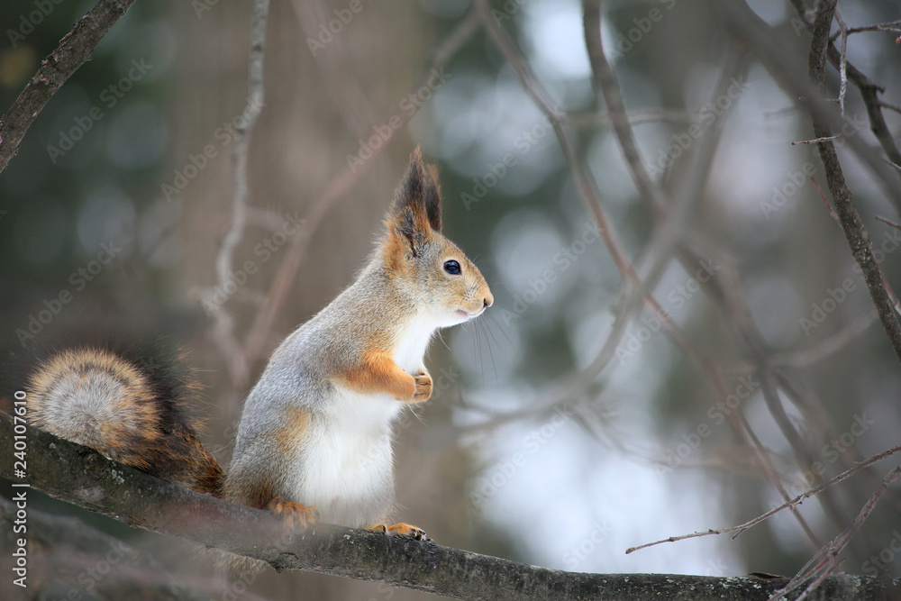 Squirrel in the forest sitting on a tree Squirrel in the forest sitting on a tree