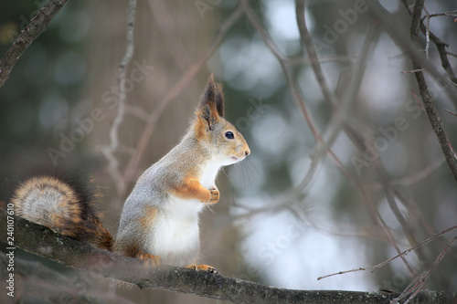 Squirrel in the forest sitting on a tree © yanakoroleva27