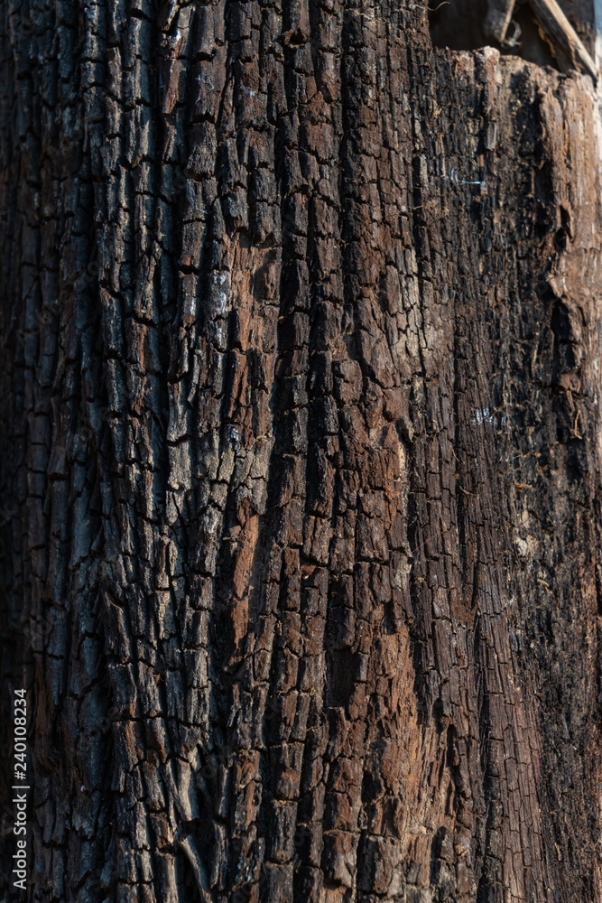 Obraz premium The old wood surface