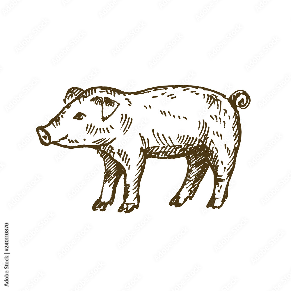 Obraz premium Hand drawn pig. Sketch, vector illustration. 
