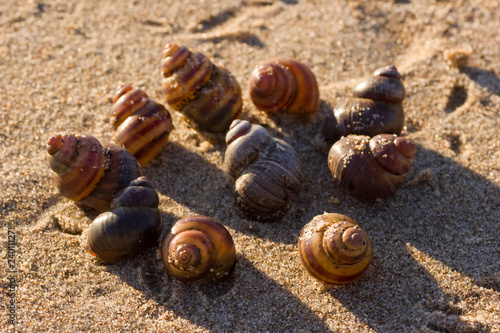 Ten seashells in the sand