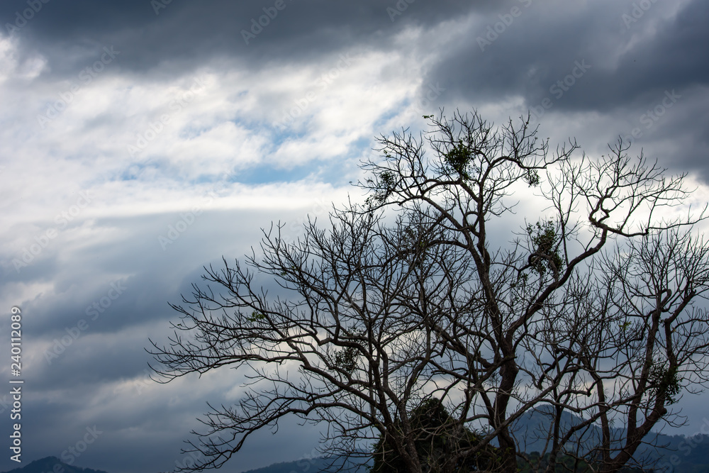 The beauty of the sky with clouds and tree. The beauty of the sky with clouds and tree.