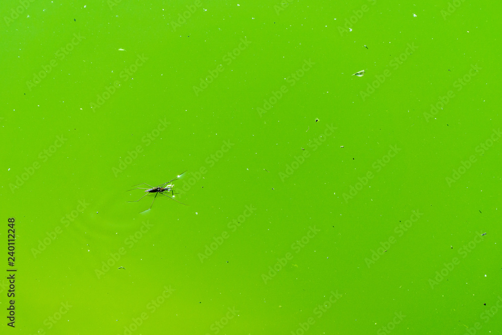Water spider on the surface Water spider on the surface