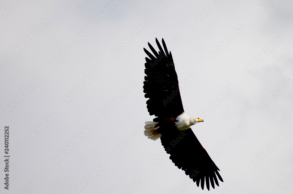 Obraz premium African Fish Eagle - Chobe National Park - Botswana