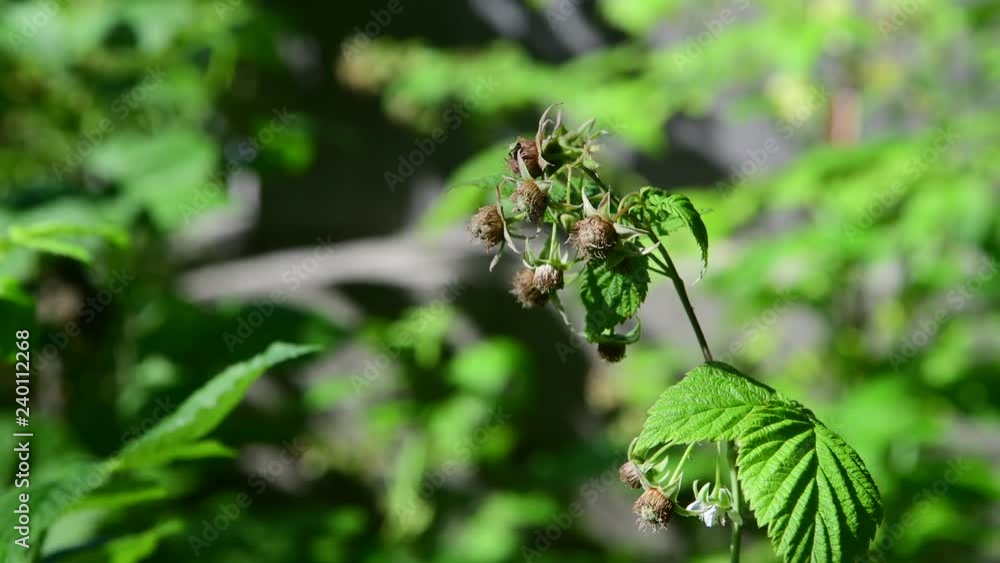 Sprigs of green unripe raspberries in nature Sprigs of green unripe raspberries in nature
