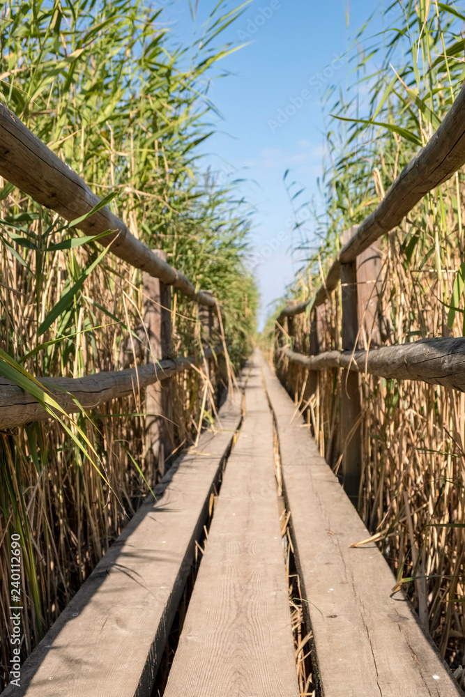 wooden bridge in the lake with reeds wooden bridge in the lake with reeds