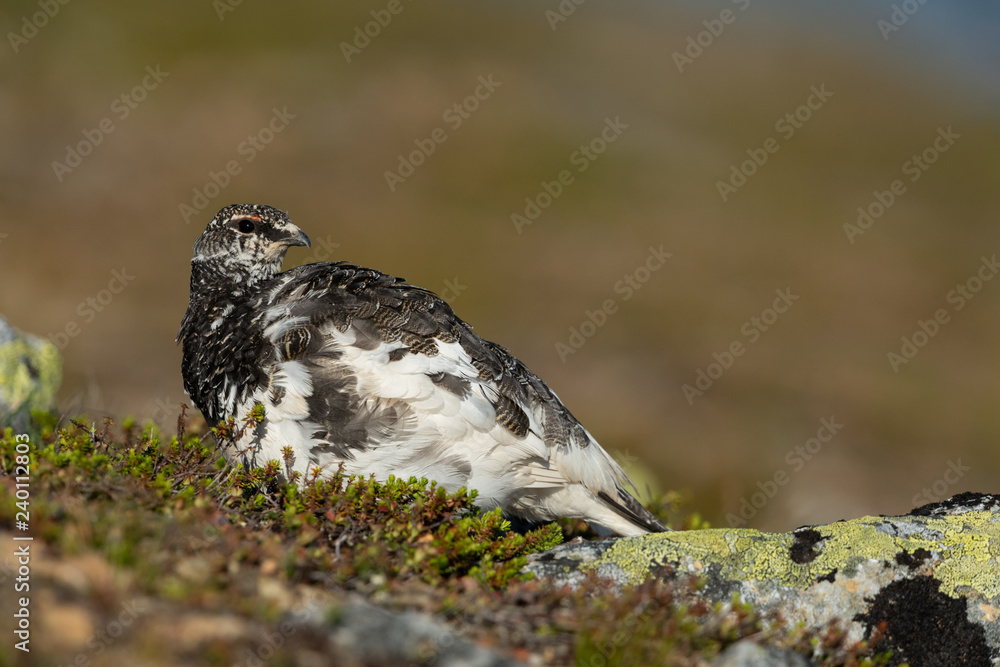 Fototapeta premium Rock ptarmigan in the scandinavian fell