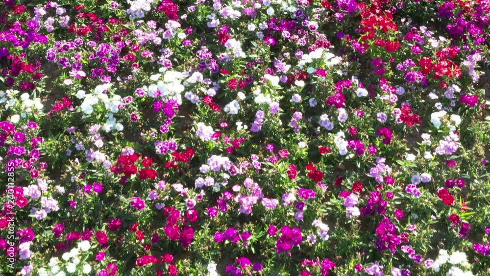 Wonderful spring garden full of real fresh colorful blooming flowers under morning sunshine Wonderful spring garden full of real fresh colorful blooming flowers under morning sunshine