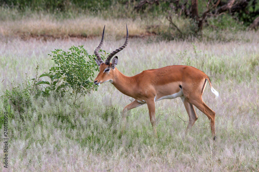 Lake Manyara National Park impala Lake Manyara National Park impala