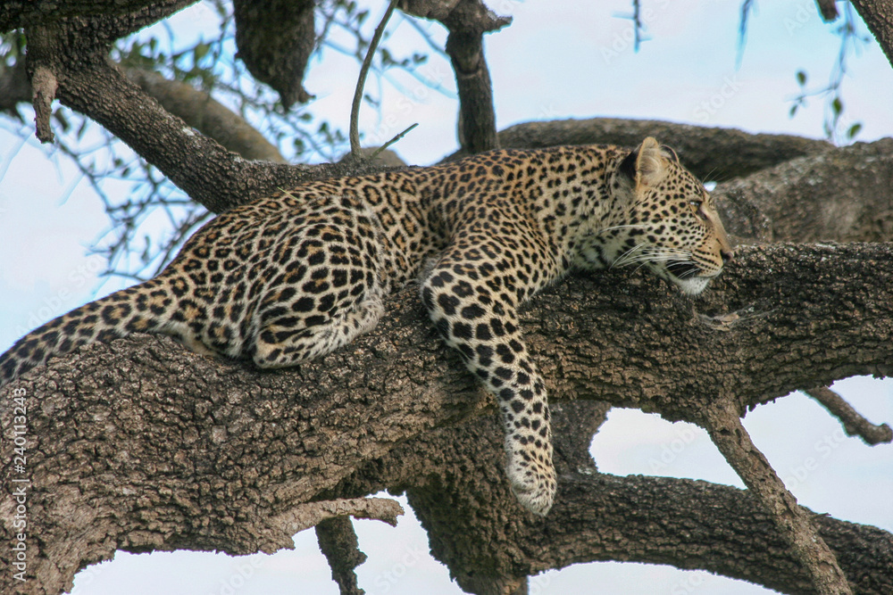 Serengeti National Park leopard Panthera pardus Serengeti National Park leopard Panthera pardus