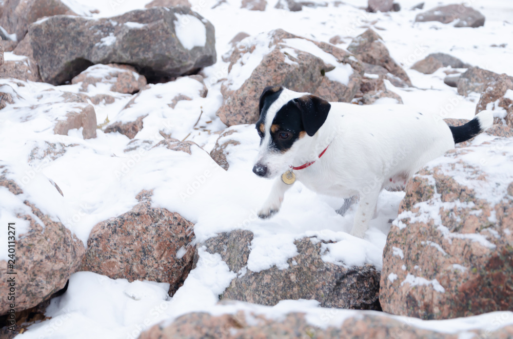 Jack Russell Terrier.The dog walks on a deserted stone beach. Mental health of a lonely dog