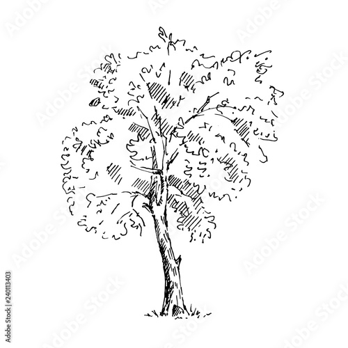 Hand drawn tree. Sketch. Vector illustration.